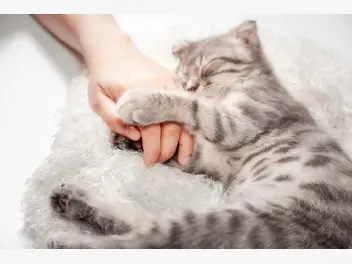 Ilustracja artykułu czy koty mają emocje i potrafią kochać?