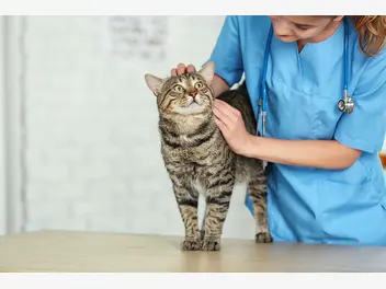 Ilustracja artykułu choroby oczu u kota - rodzaje, opis, leczenie, profilaktyka, porady