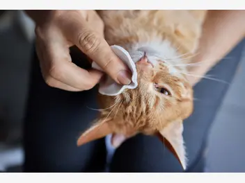 Ilustracja artykułu zapalenie spojówki u kota - przyczyny, objawy, leczenie, profilaktyka