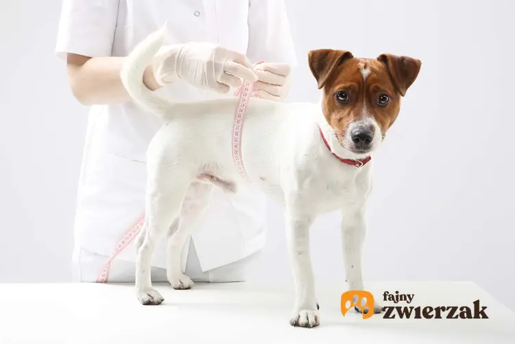Pies u weterynarza, a także informacje, jak ocenić stan zdrowia psa samodzielnie, porady i badania
