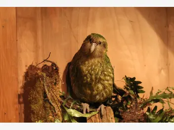 Ilustracja artykułu nielotna papuga z nowej zelandii. wyjaśniamy, jaki to gatunek