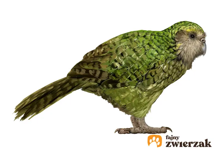 Zielona nielotna papuga z Nowej Zelandii oraz jej wymagania i hodowla krok po kroku