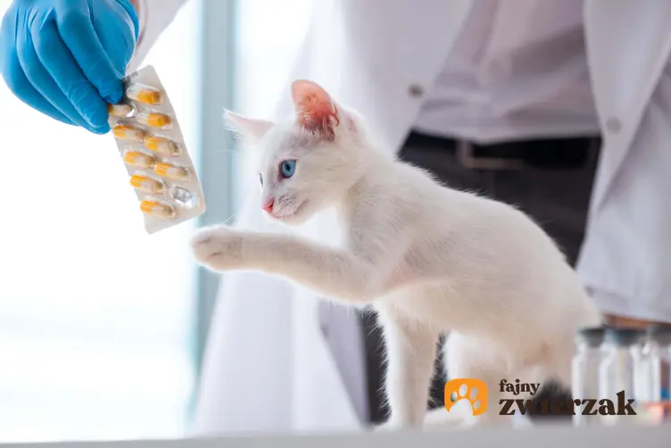 Weterynarz podający leki kotu, a także co powinno się znaleźć w kociej apteczce
