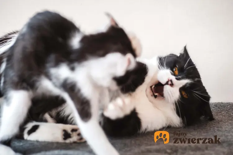 Dwa walczące koty, a także informacje i podpowiedzi, dlaczego koty się nie lubią