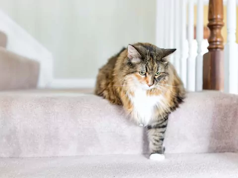 Jak rozpoznać ból u kota