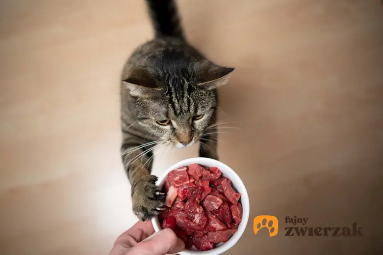 Kot dostający mięso w miseczce, a także informacje, czy koty muszą jeść mięso