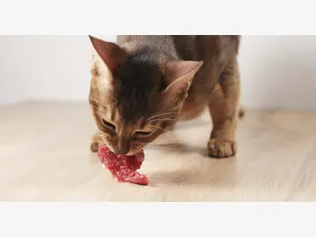 Ilustracja artykułu czy kot musi jeść mięso?