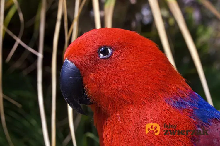 Czerwona barwnica zwyczajna oraz jej chratkerystyka i wymagania ptaków w hodowli w domu