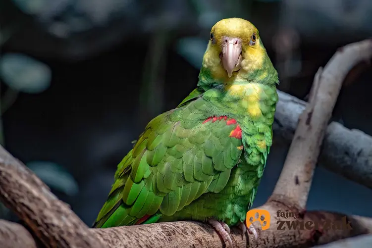 Papuga amazonka o zielonych piórkach, a także TOP 4 najpiękniej śpiewajace ptaki, które hoduje się w domu