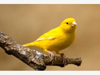 Ilustracja artykułu top 4 najpiękniej śpiewające ptaki hodowane w domu. oto najbardziej znane gatunki