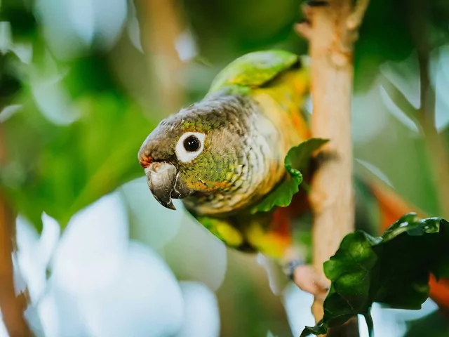 Rudosterka zielonolica - opis i hodowla