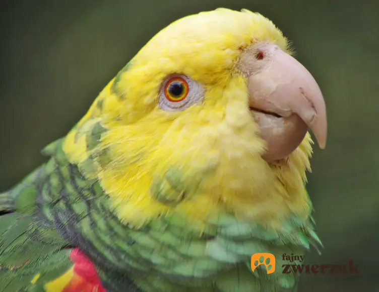 Amazonka żółtogardła, ciekawy ptak do hodowli, a także wymagania i pielęgnacja ptaka w domu