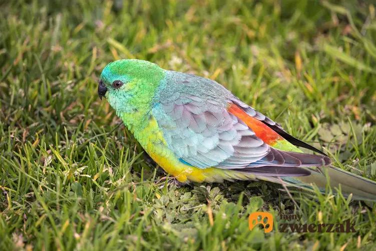 Kolorowa papuga świergotka oraz jej opis, wymagania i hodowla w domu krok po kroku
