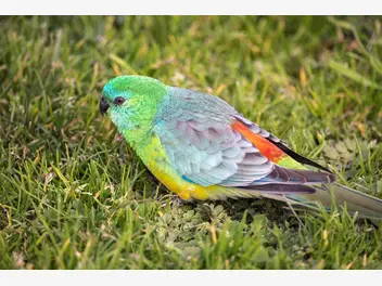 Ilustracja artykułu papugi świergotki – opis, wymagania, hodowla, rozmnażanie, opinie