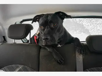 Ilustracja artykułu jak przyzwyczaić psa do jazdy samochodem? wyjaśniamy