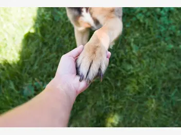Ilustracja artykułu jak nauczyć psa dawać łapę? praktyczne wskazówki