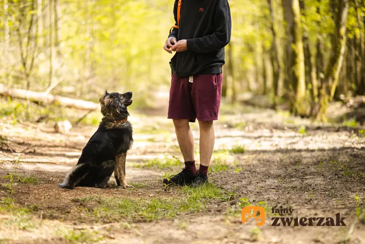 Pies siada na spacerze w lesie, a także jak nauczyć psa siad krok po kroku, zasady treningu
