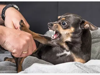 Ilustracja artykułu reaktywność a agresja u psa - podobieństwa i różnice