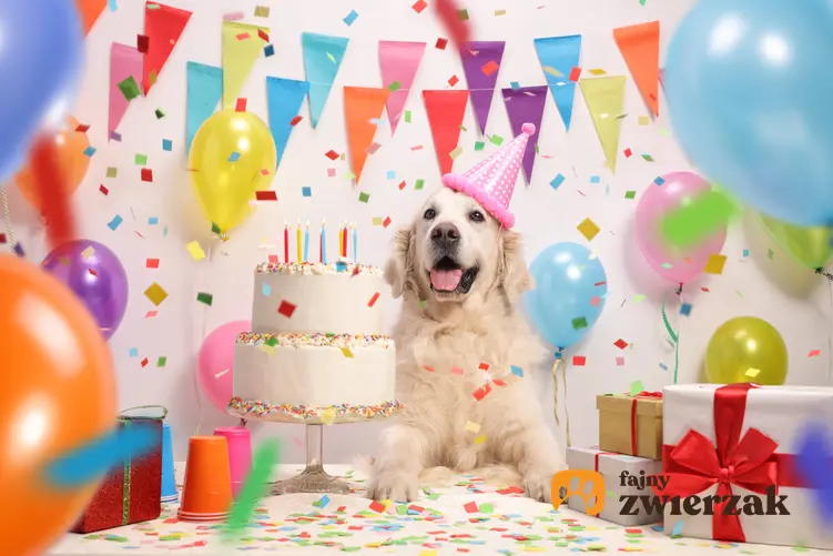 Pies przy torcie i dekoracji urodzinowej, a także jak można obchodzić psie urodziny krok po kroku