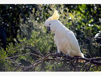 Ilustracja artykułu kakadu żółtoczuba – występowanie, wymagania, hodowla, porady