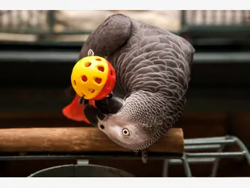 Ilustracja artykułu top 5 najlepszych zabawek dla papug. zobacz, co kupić papużce