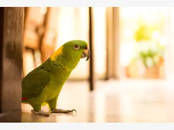 Ilustracja artykułu top 10 najlepszych imion dla papug. zobacz, jak nazwać papugę