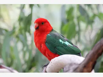 Ilustracja artykułu papuga królewska (szkarłatka królewska) – opis, hodowla, opinie