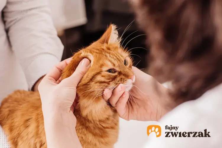 Kot na wizycie u weterynarza, a także trening medyczny kota jako sposób na stres zwierząt
