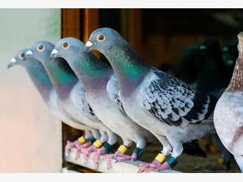 Ilustracja artykułu gołębie pocztowe – gatunki, opis, wymagania, hodowla, ciekawostki