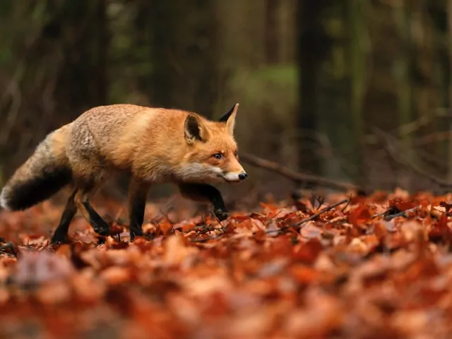 Żywołapki - skuteczny sposób na szkodniki