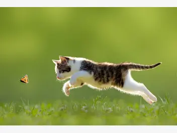 Ilustracja artykułu jakie dzikie instynkty przejawia nasz kot domowy?