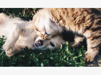 Ilustracja artykułu choroby nerek u psa i kota – jak możesz pomóc swojemu pupilowi?