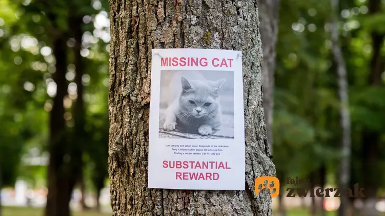 Ogłoszenie na drzewie, że zaginął kot, a także jak odnaleźć zaginionego kota i jak go szukać