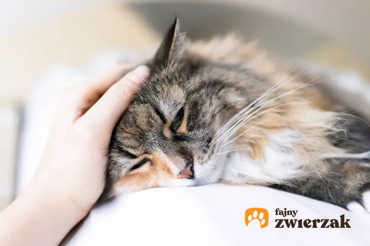 Kotek przytulający się do właściciela, a także czy koty przeżywają żałobę po przyjacielu i odczuwają utratę kota