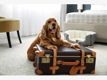 Ilustracja artykułu wakacyjny urlop. co zrobić z psem lub kotem? czy hotel dla zwierząt to dobry pomysł?