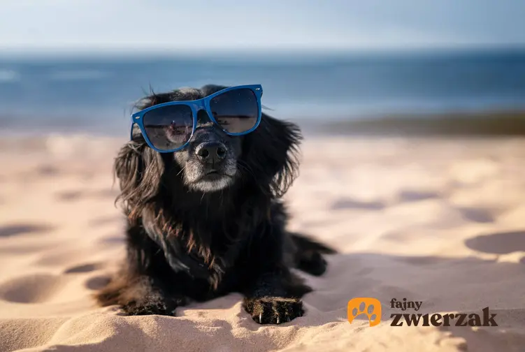 Pies na plaży, a także urlop z psem oraz czy wyjazd na urlop z psem to dobre rozwiązanie