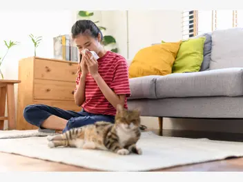 Ilustracja artykułu top 7 najlepszych kotów dla alergika. oto rasy, które nie uczulają