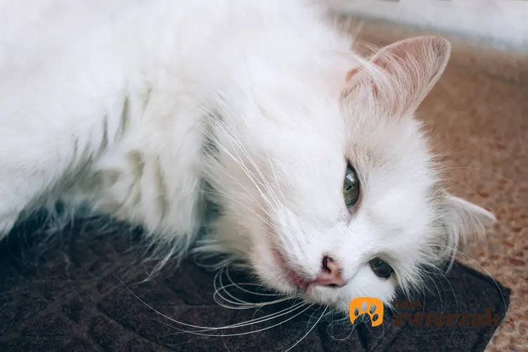 Cierpiący kot leżący na dywaniku, a także pozyja bólowa u kota i jak ją rozpoznać