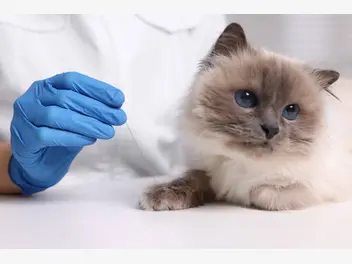 Ilustracja artykułu toksoplazmoza u kota — przyczyny, objawy, leczenie, porady weterynarza