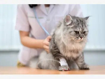 Ilustracja artykułu ropomacicze u kotki — przyczyny, objawy, diagnostyka, leczenie, rokowania