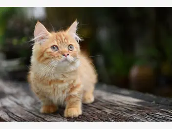 Ilustracja artykułu skrzywdzone koty - rasy z ułomnościami genetycznymi