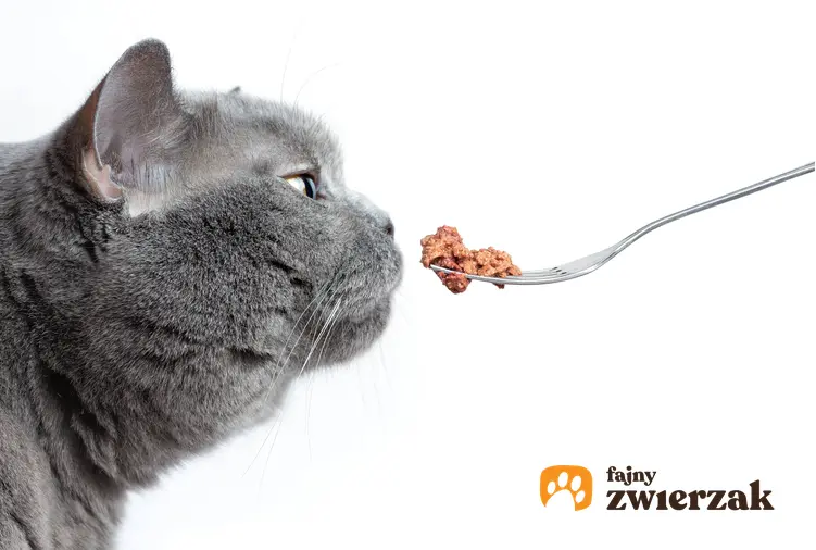 Karmienie kota widelcem, a także dlaczego koty wybrzydzają z jedzeniem i nie chcą jeść niektórych produktów