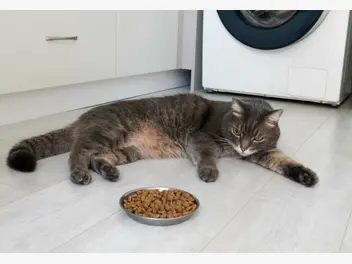 Ilustracja artykułu dlaczego koty wybrzydzają z jedzeniem?