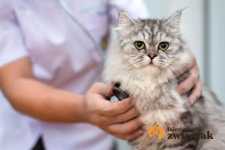 Kot u weterynarza na badaniach oraz dlaczego koty powinny być kastrowane i jak wygląda kastracja kocura