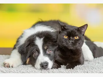 Ilustracja artykułu które rasy psów nie nadają się do łączenia z kotem?