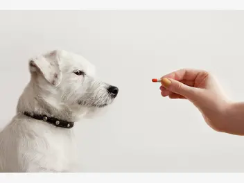 Ilustracja artykułu suplementy dla twojego psa. co powinieneś wiedzieć?