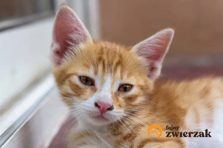 Chory rudy kotek, a także jak rozpoznać przeziębienie u kota oraz objawy i leczenie choroby