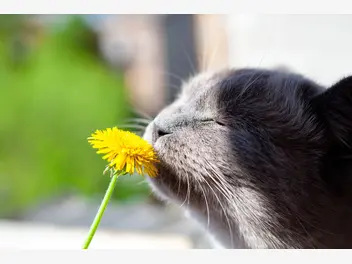 Ilustracja artykułu czy koty pierdzą? wyjaśniamy, czy u kotów pojawiają się gazy
