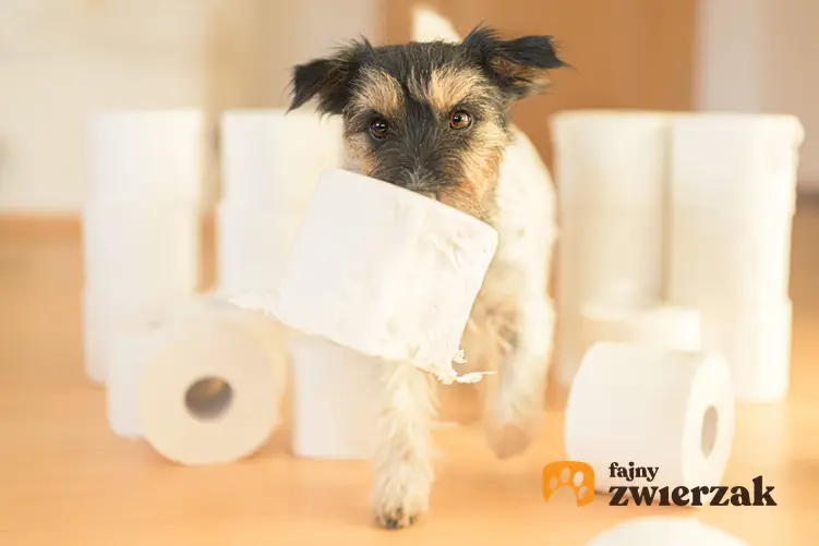 Piesek z papierem toaletowym, a także smecta dla psa oraz zastosowanie, dawkowanie oraz działanie smecty u zwierząt