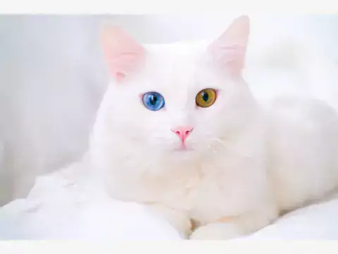 Niezwykłe oczy zwierząt: heterochromia